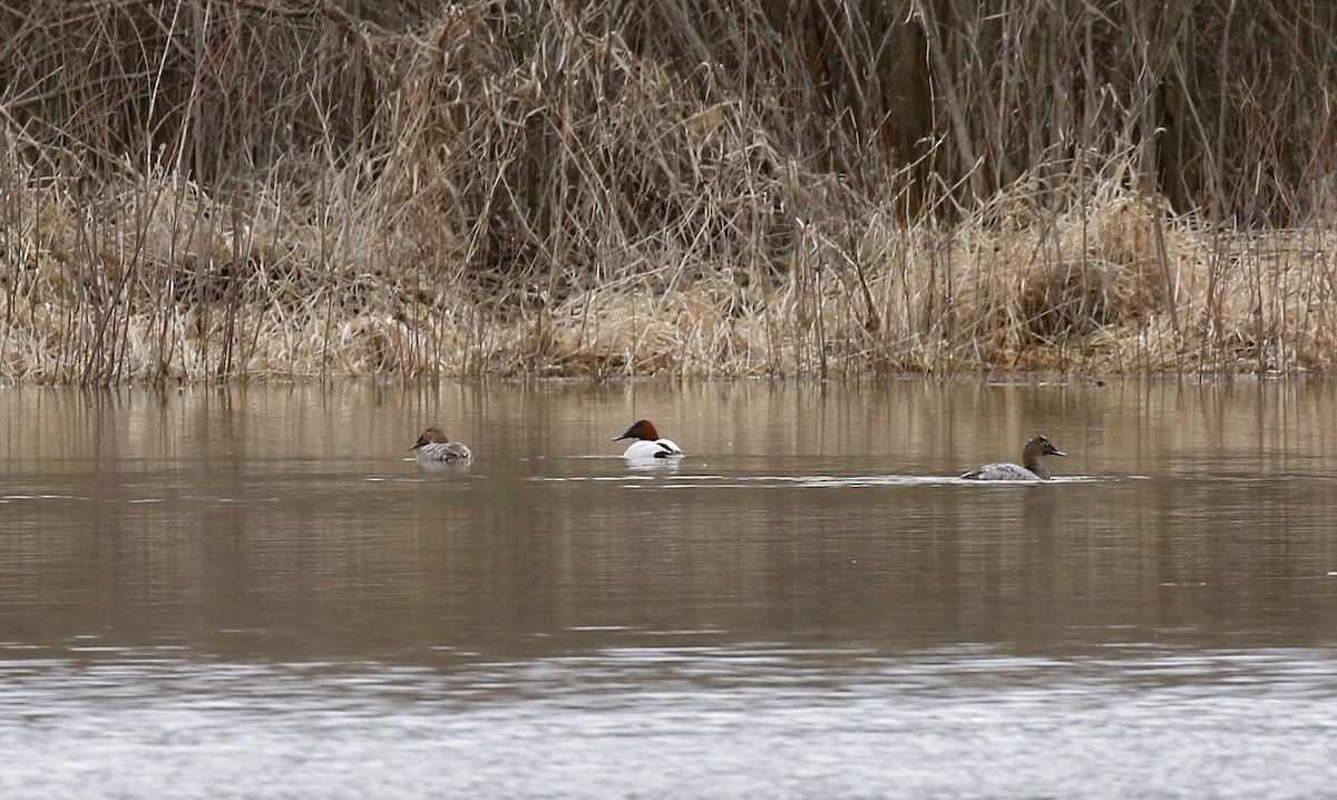 Canvasback - Sandy Vorpahl