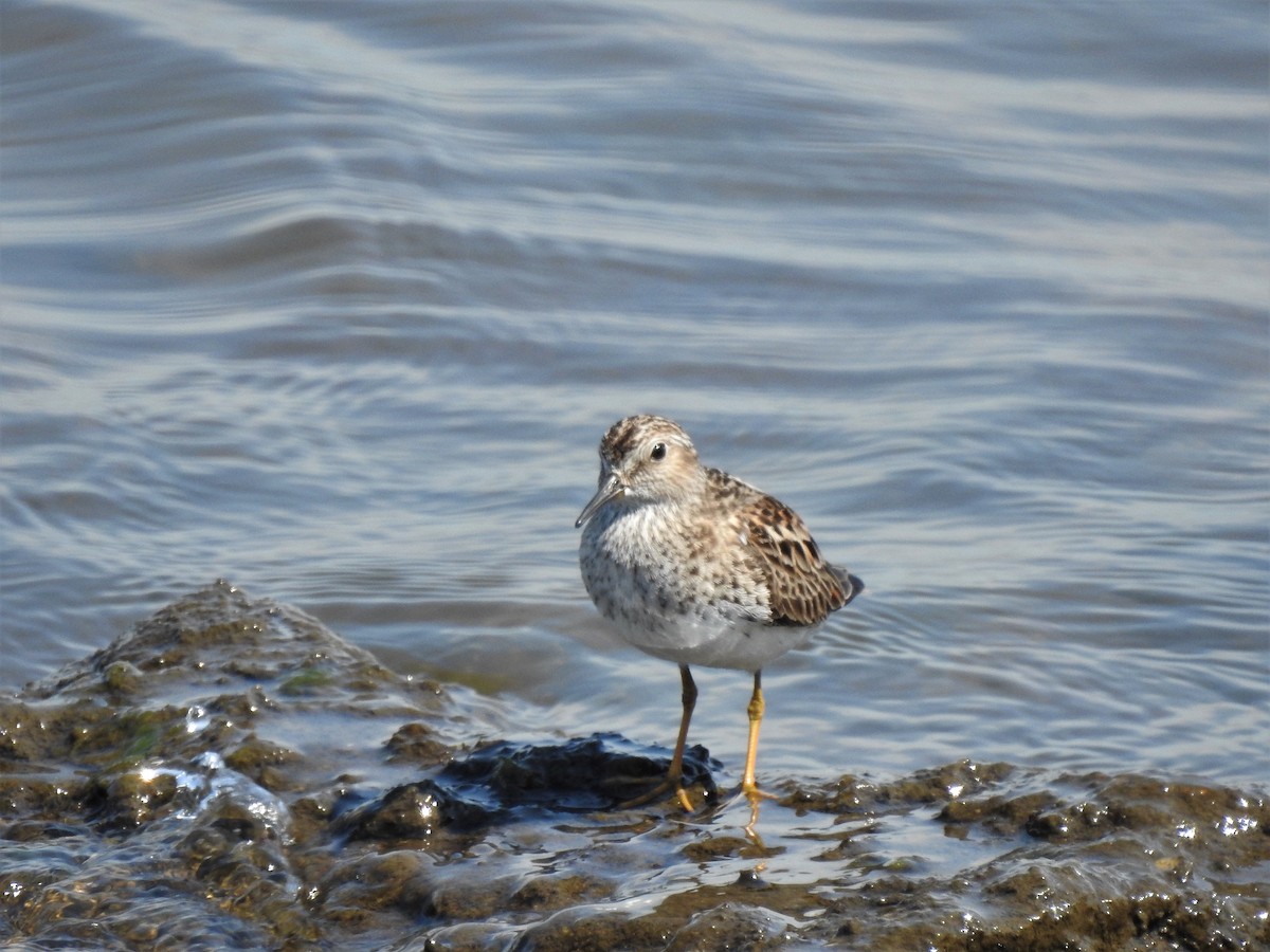 Least Sandpiper - Vincent Glasser