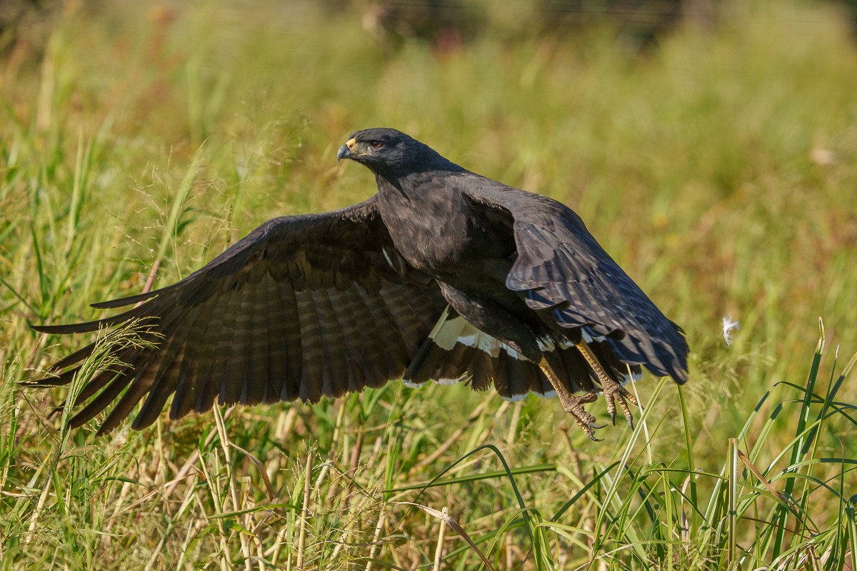 Great Black Hawk - ML570992351