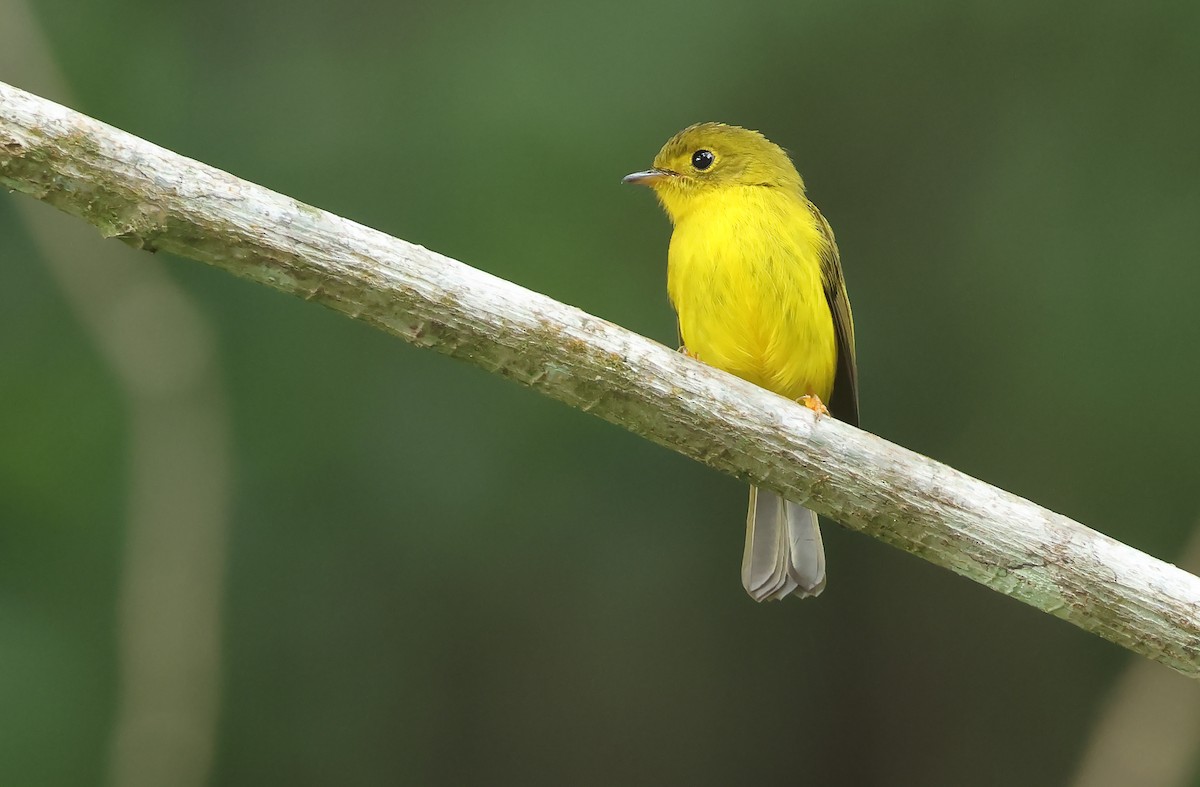 Citrine Canary-Flycatcher - ML570992871