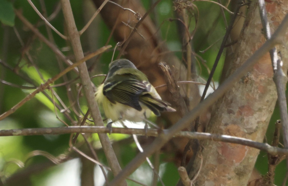 White-eyed Vireo - ML570993331