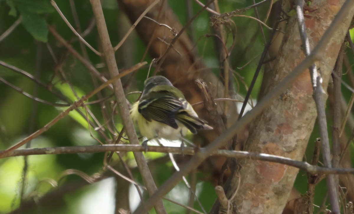 White-eyed Vireo - ML570993341