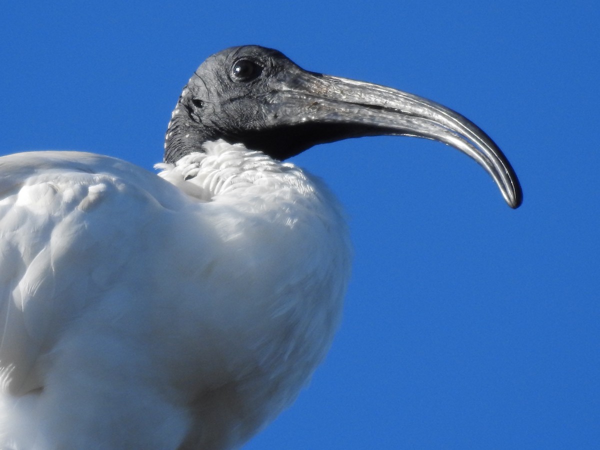 ibis australský - ML57099411