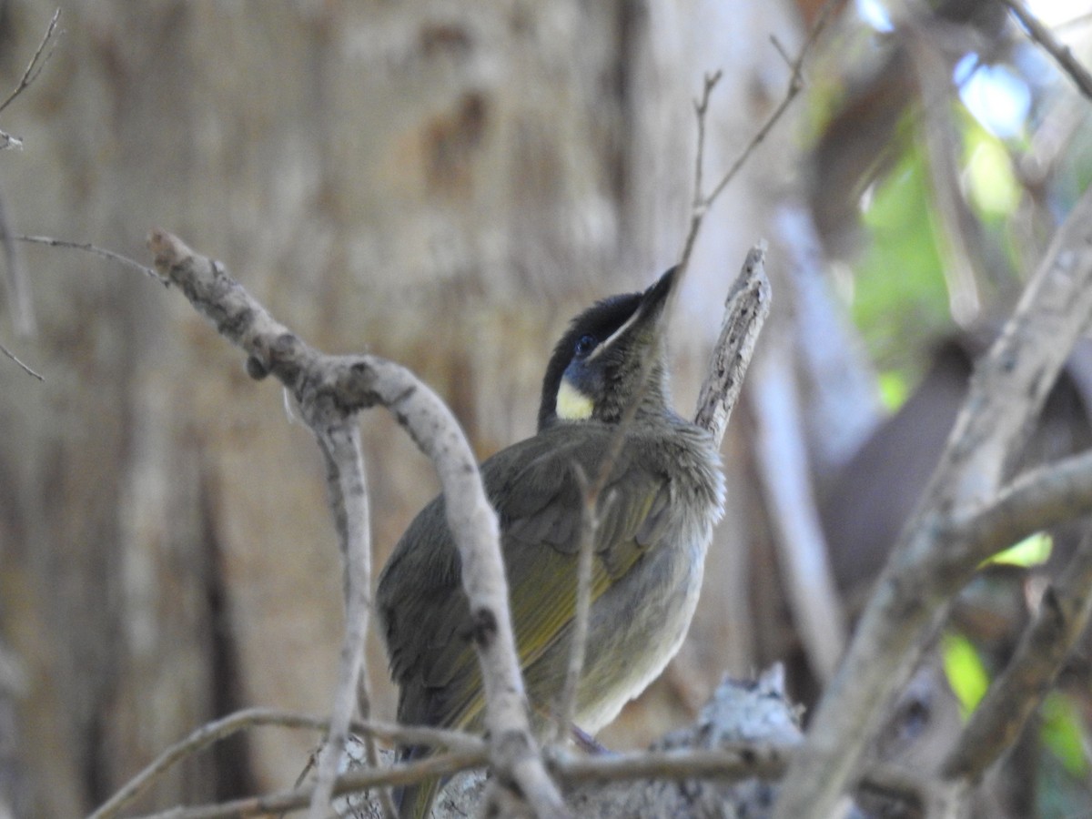 Lewin's Honeyeater - ML57099431