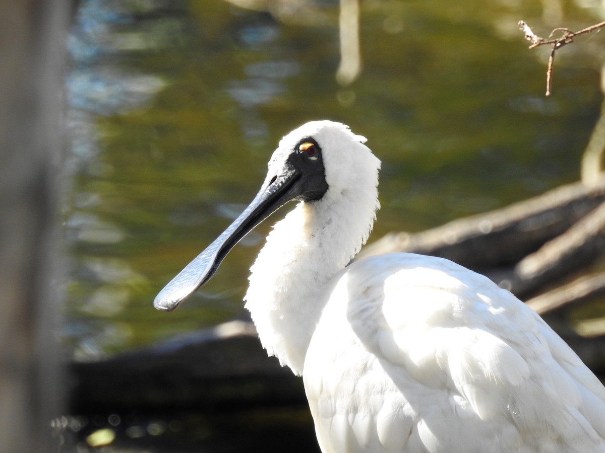 Royal Spoonbill - Michael Daley