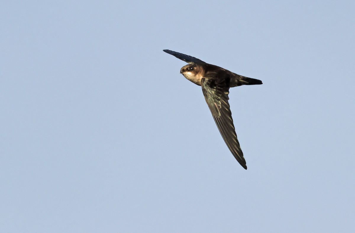 Philippine Swiftlet - ML570995021