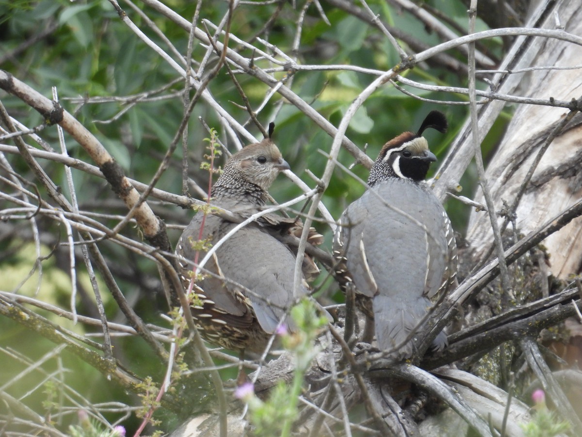 California Quail - ML570995771