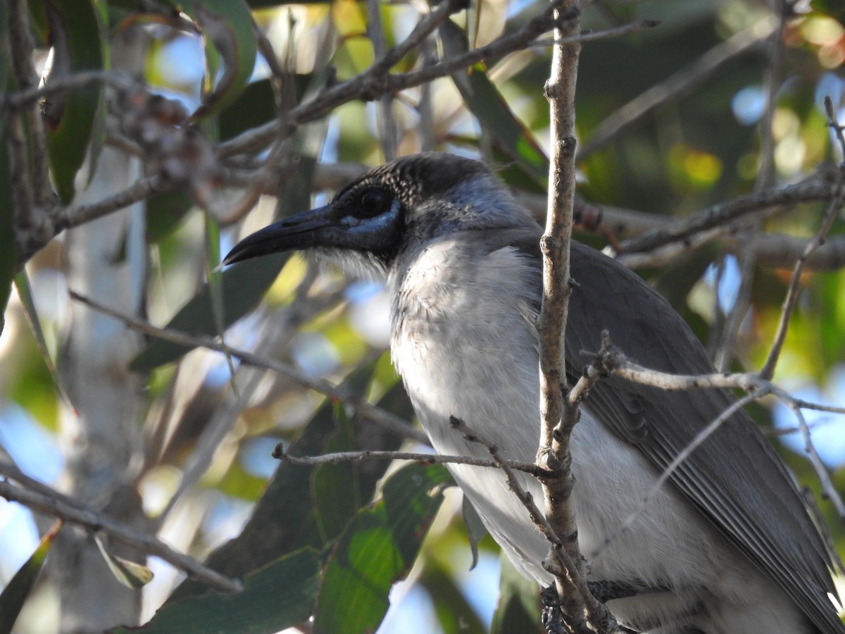 Little Friarbird - ML57099671