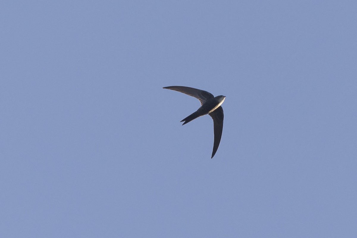 Pacific Swift - ML570997471