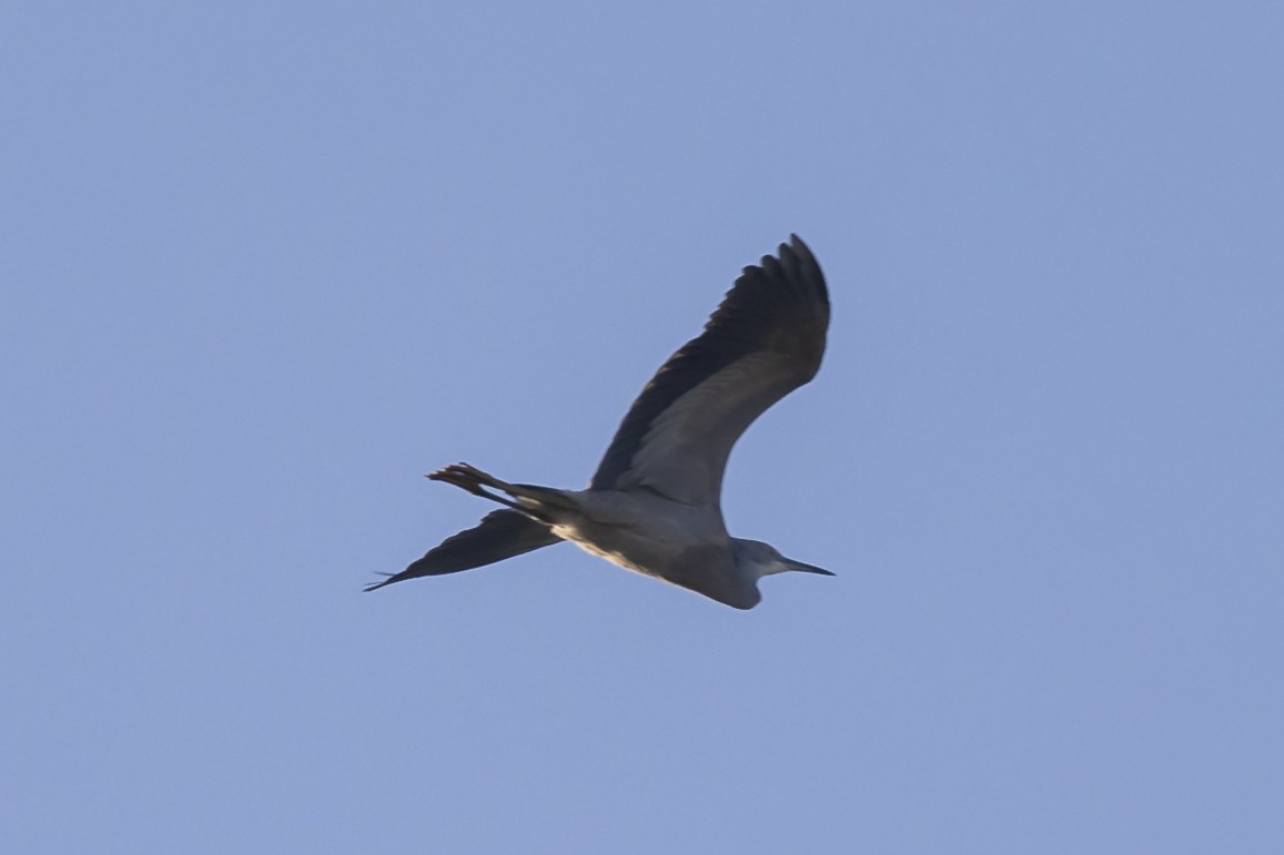 White-faced Heron - Dana Cameron