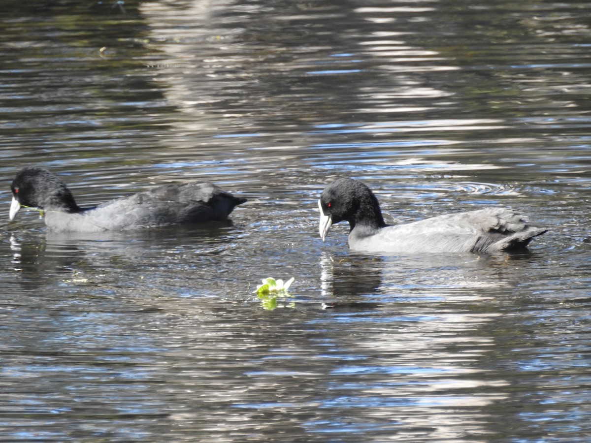 Eurasian Coot - Michael Daley