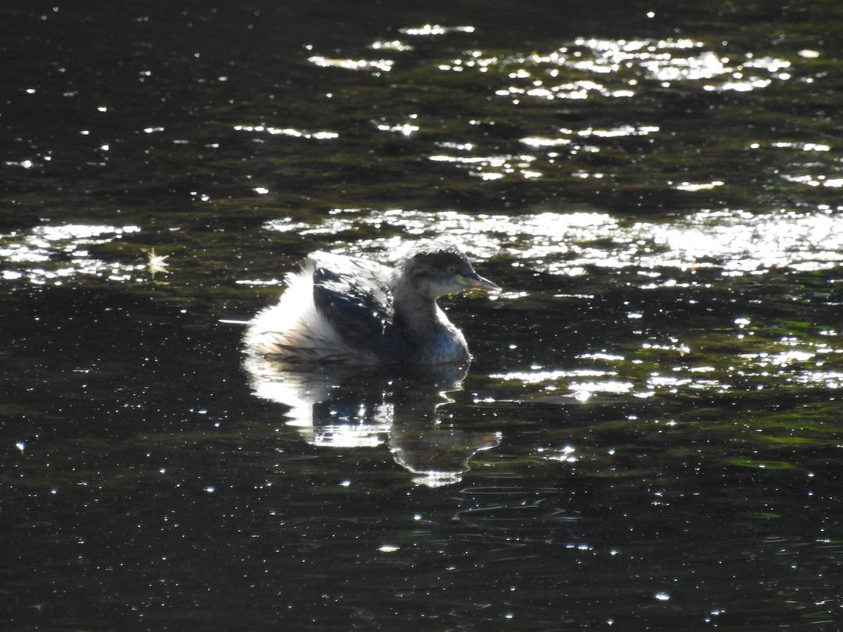 Australasian Grebe - Michael Daley