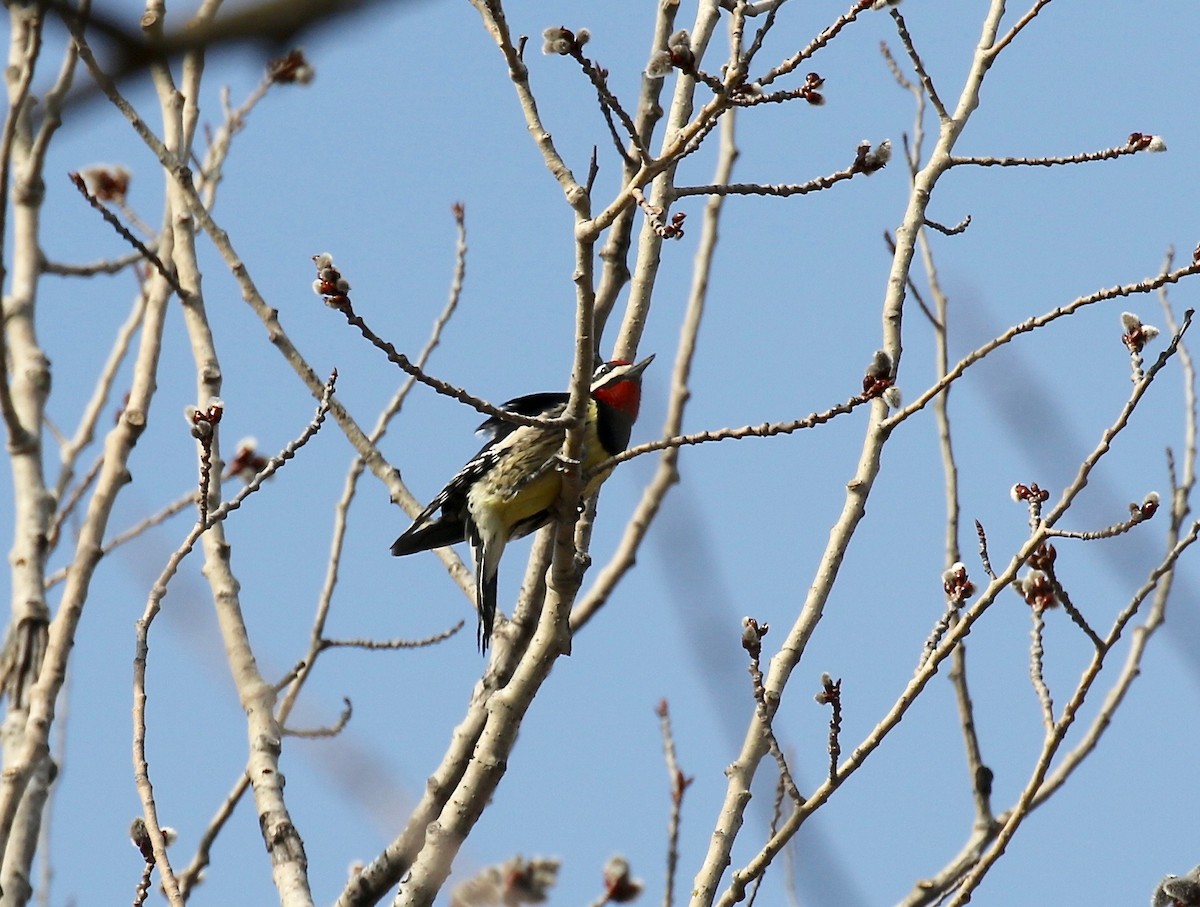 Yellow-bellied Sapsucker - ML570998291