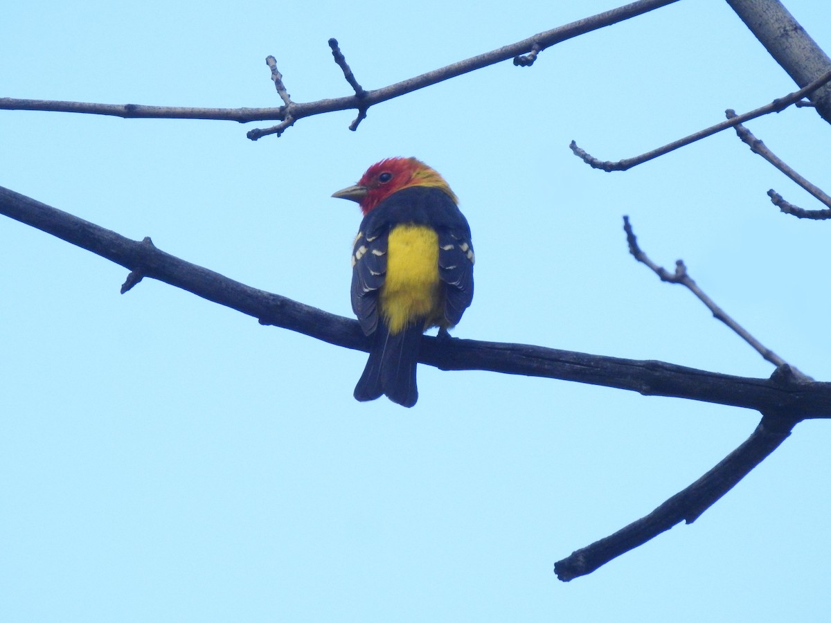 Western Tanager - ML570999031