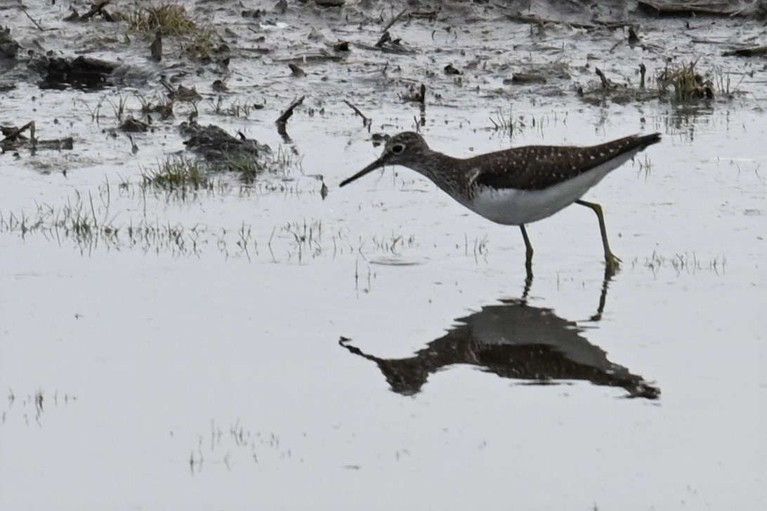 Solitary Sandpiper - Gillian  Richards