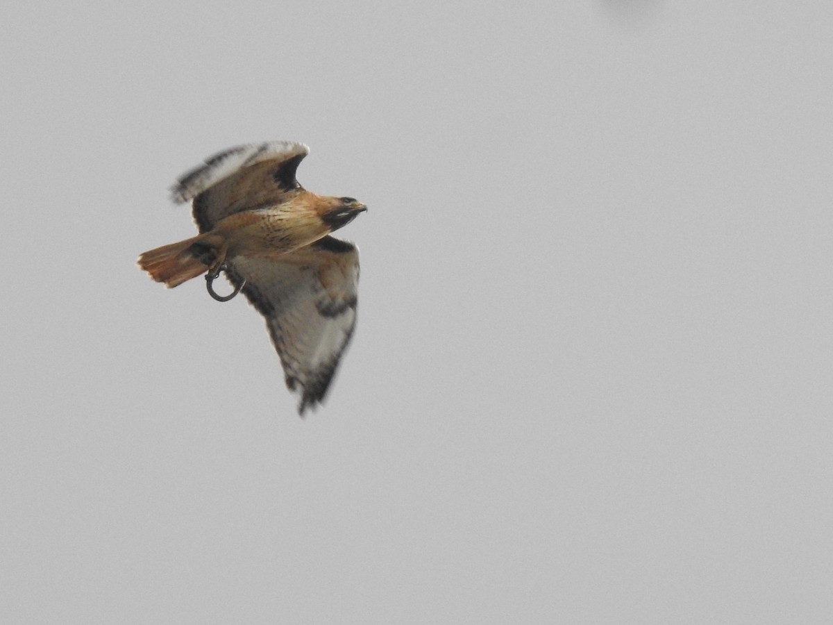 Red-tailed Hawk - ML571000021