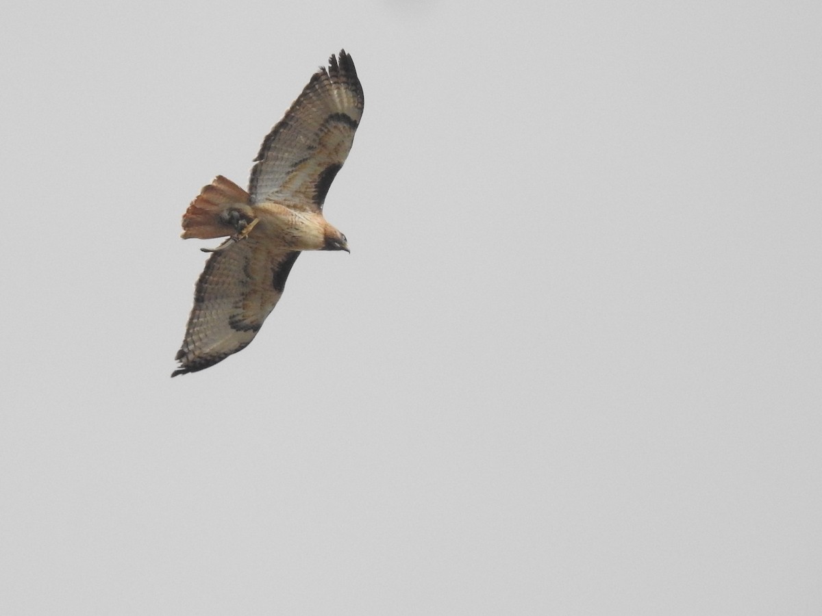 Red-tailed Hawk - ML571000031