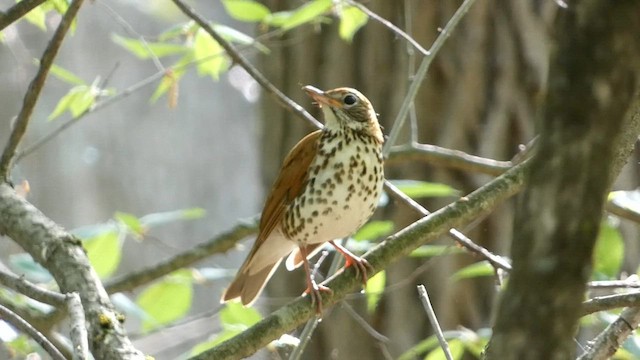 Wood Thrush - ML571000481