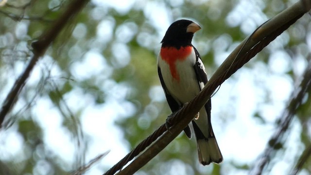 Rose-breasted Grosbeak - ML571000611