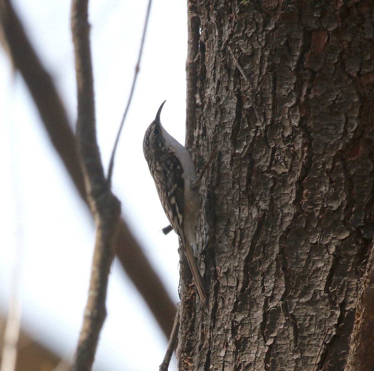 Brown Creeper - ML571000691