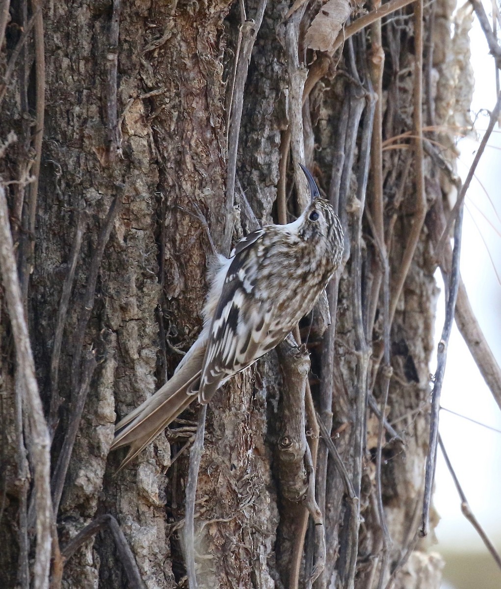 Brown Creeper - ML571000711