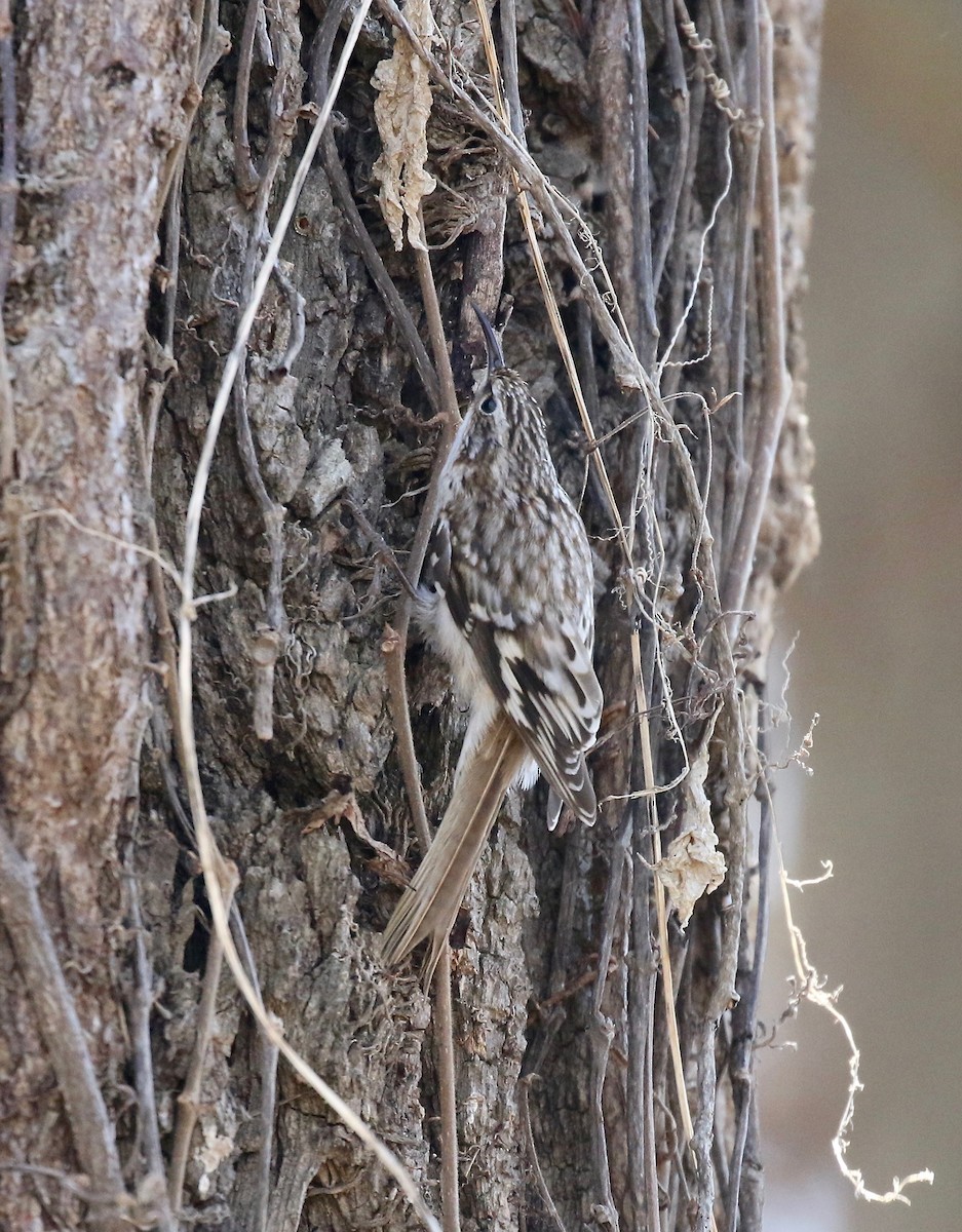 Brown Creeper - ML571000741