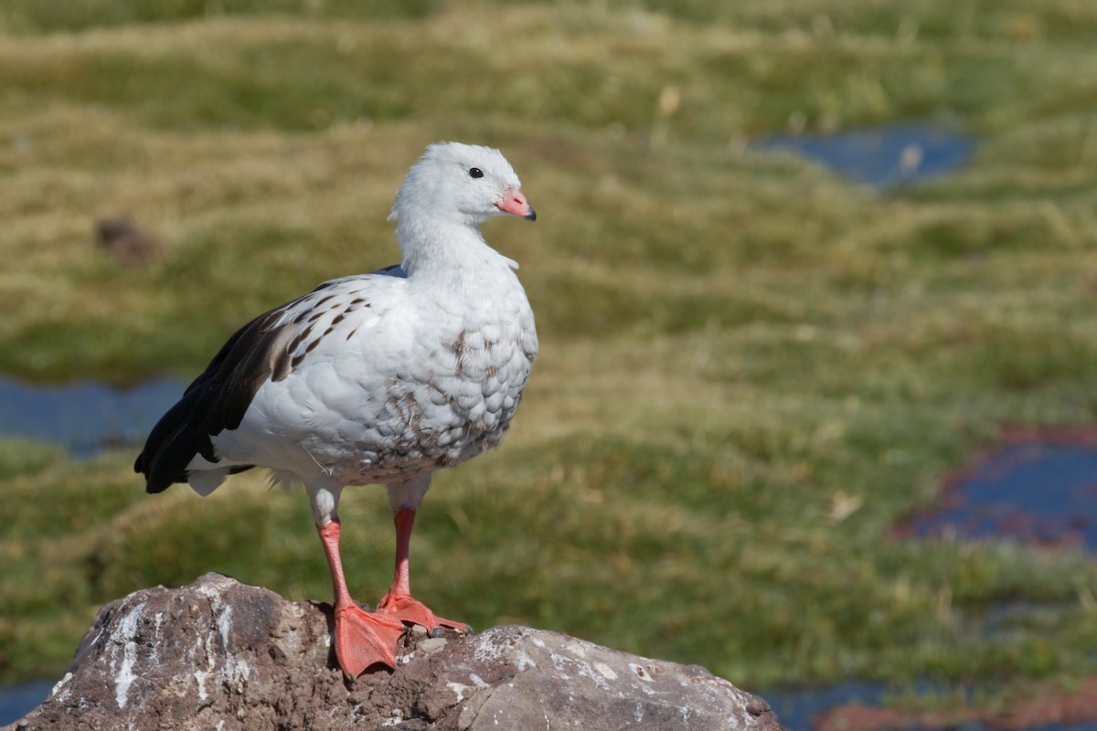 Andean Goose - Michel Gutierrez