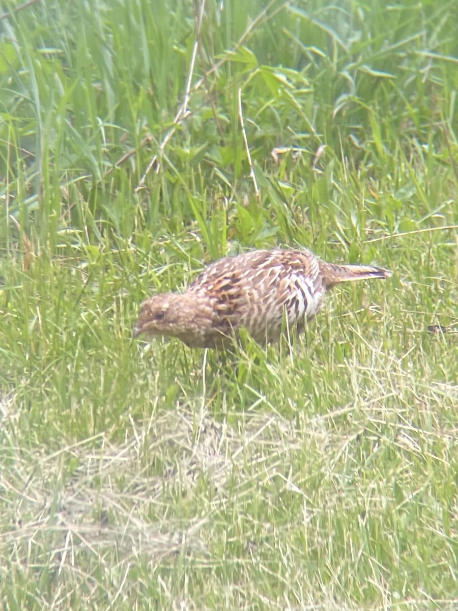 Ruffed Grouse - ML571001141