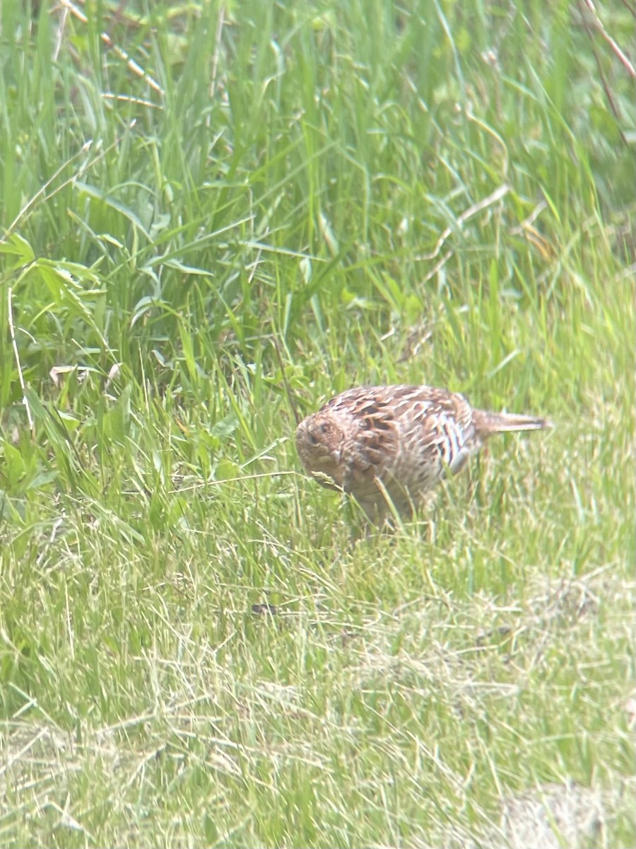 Ruffed Grouse - ML571001151