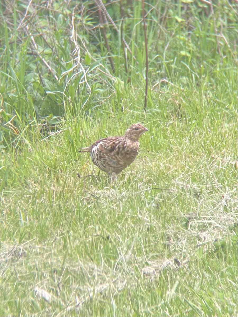 Ruffed Grouse - ML571001161