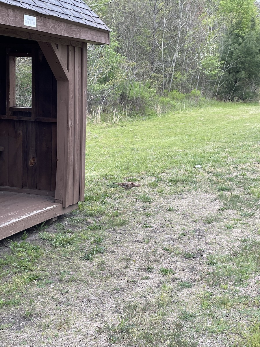 Ruffed Grouse - ML571001171