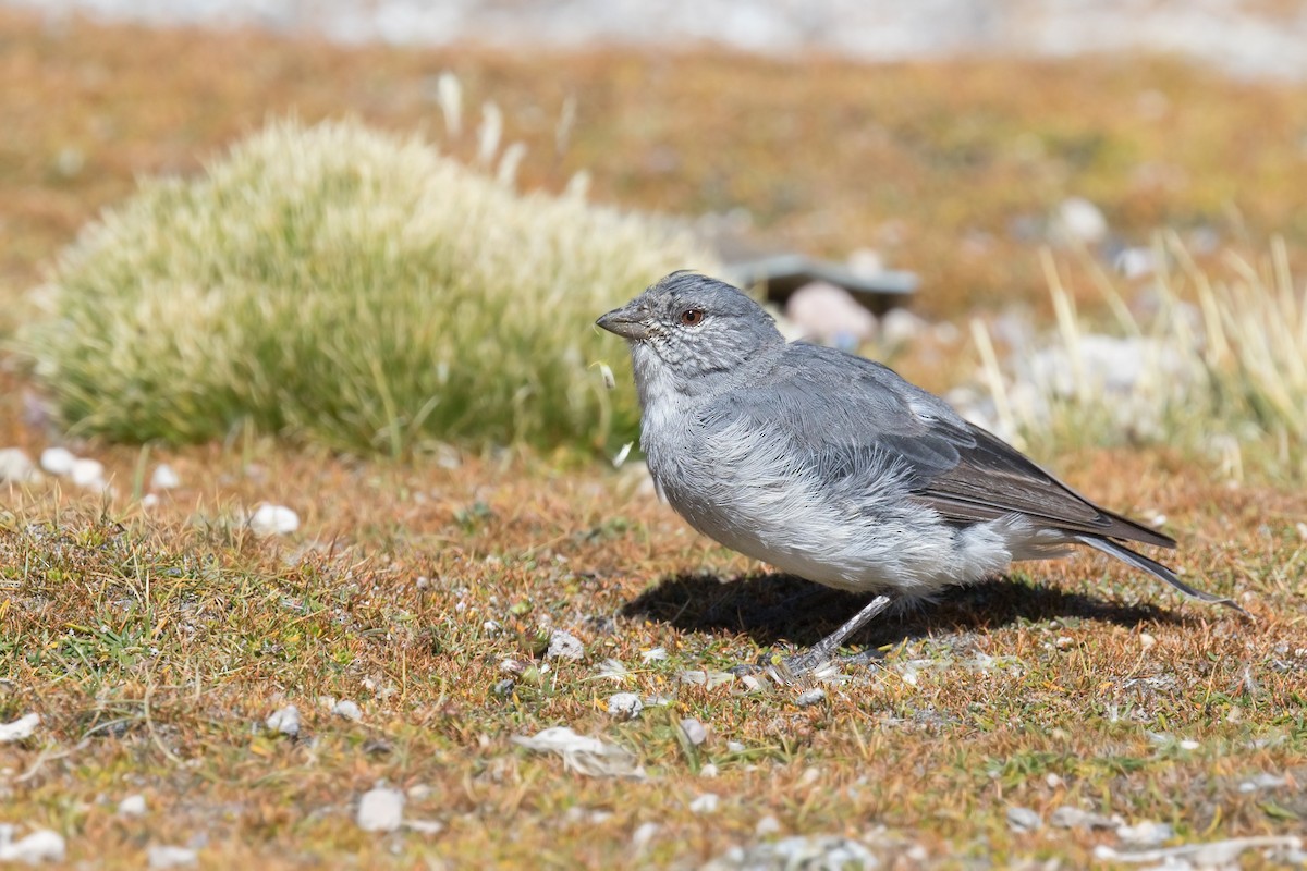 White-throated Sierra Finch - Michel Gutierrez