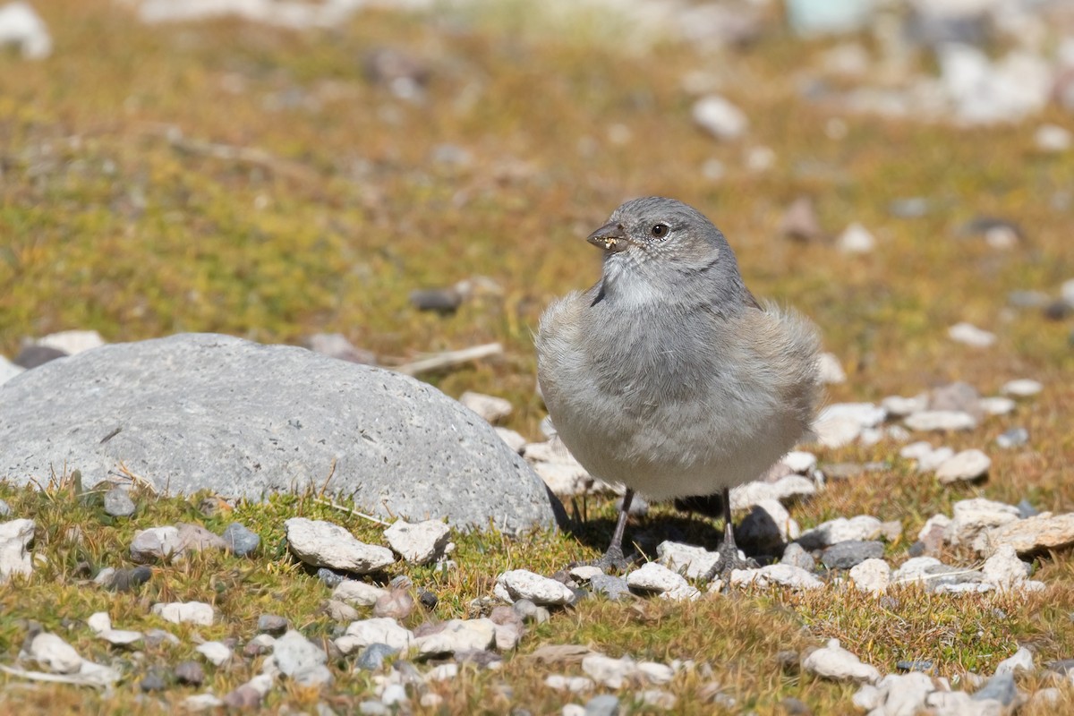 White-throated Sierra Finch - Michel Gutierrez