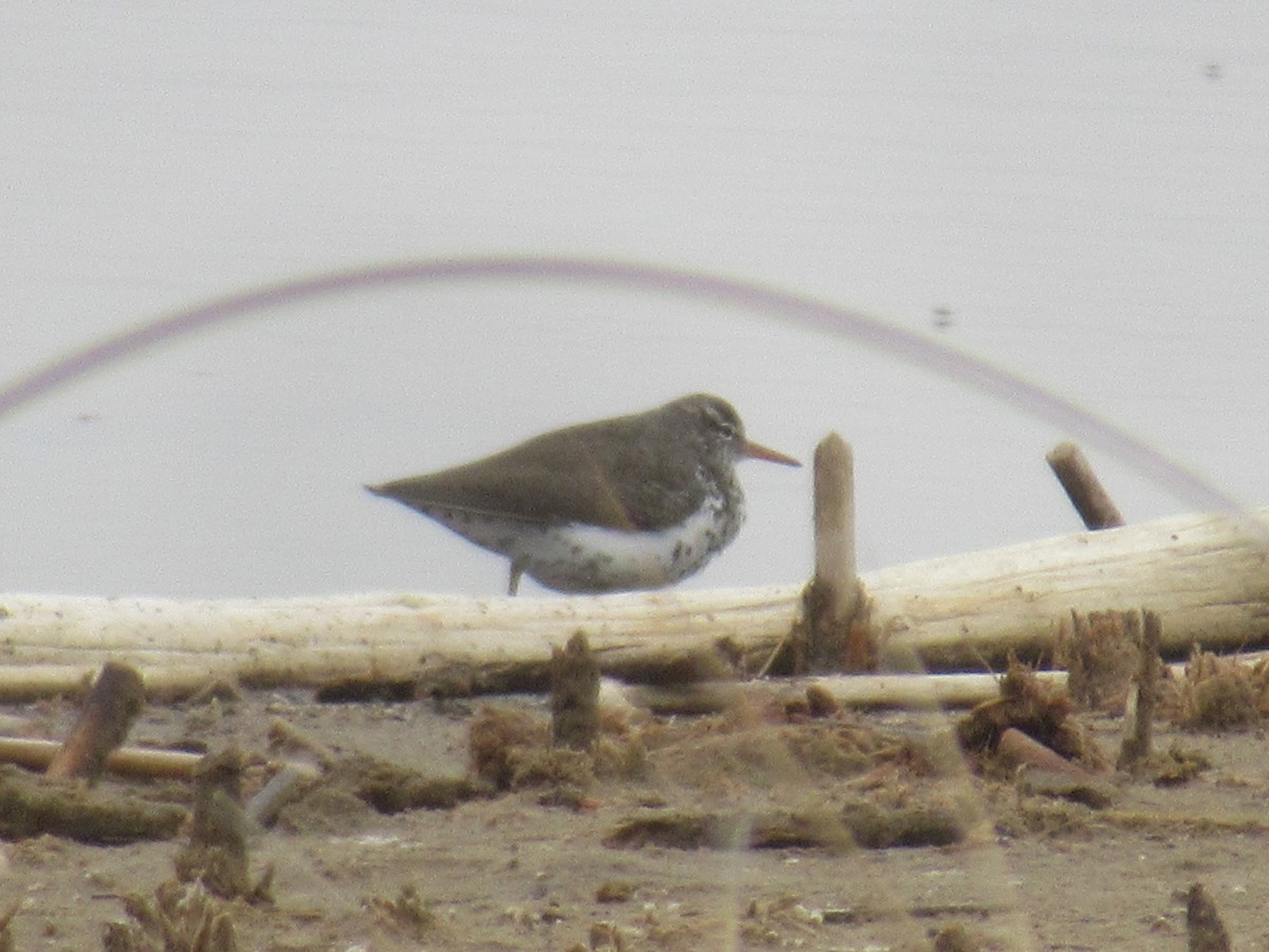 Spotted Sandpiper - ML571001231