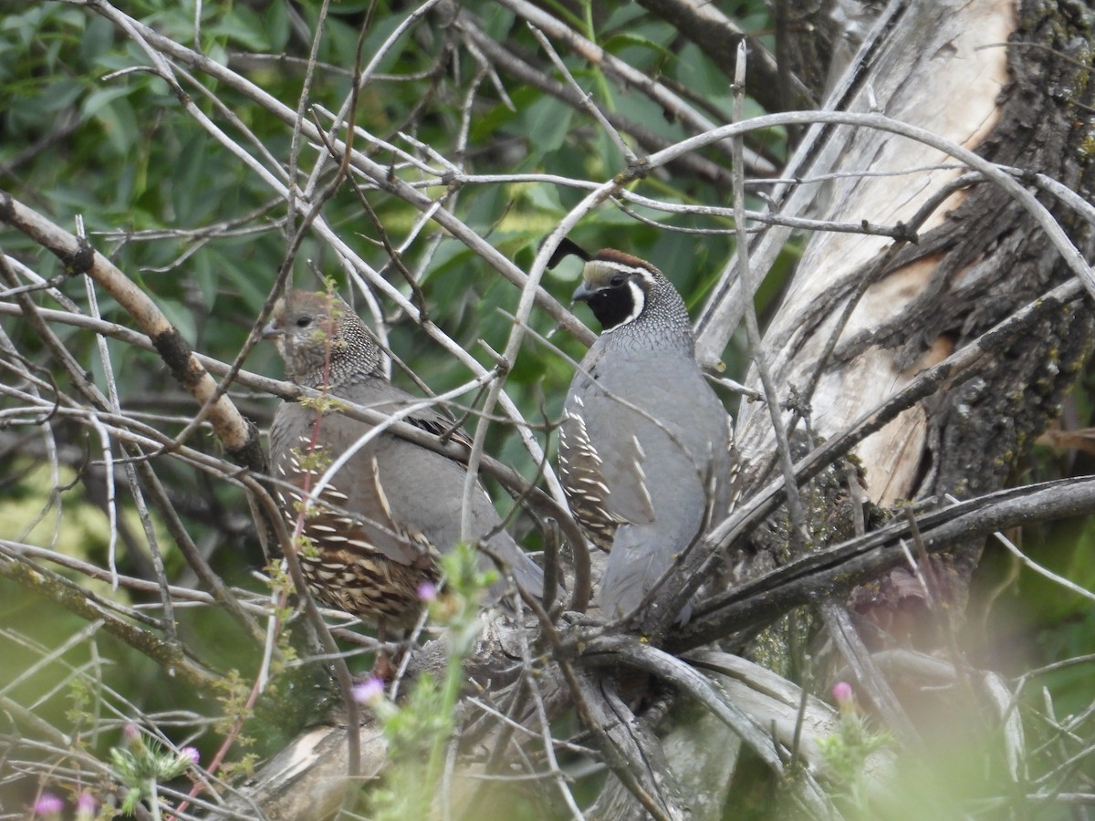 California Quail - ML571001381