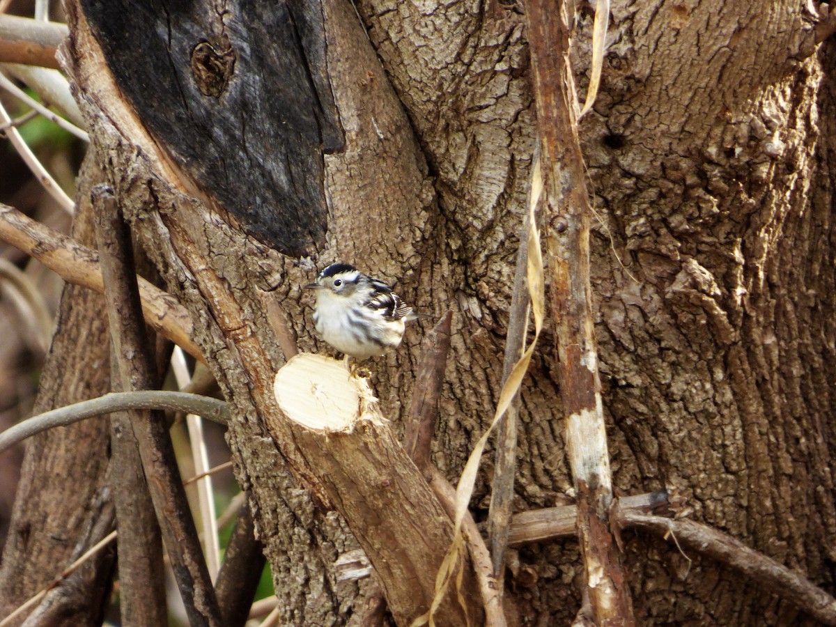 Black-and-white Warbler - ML571001421