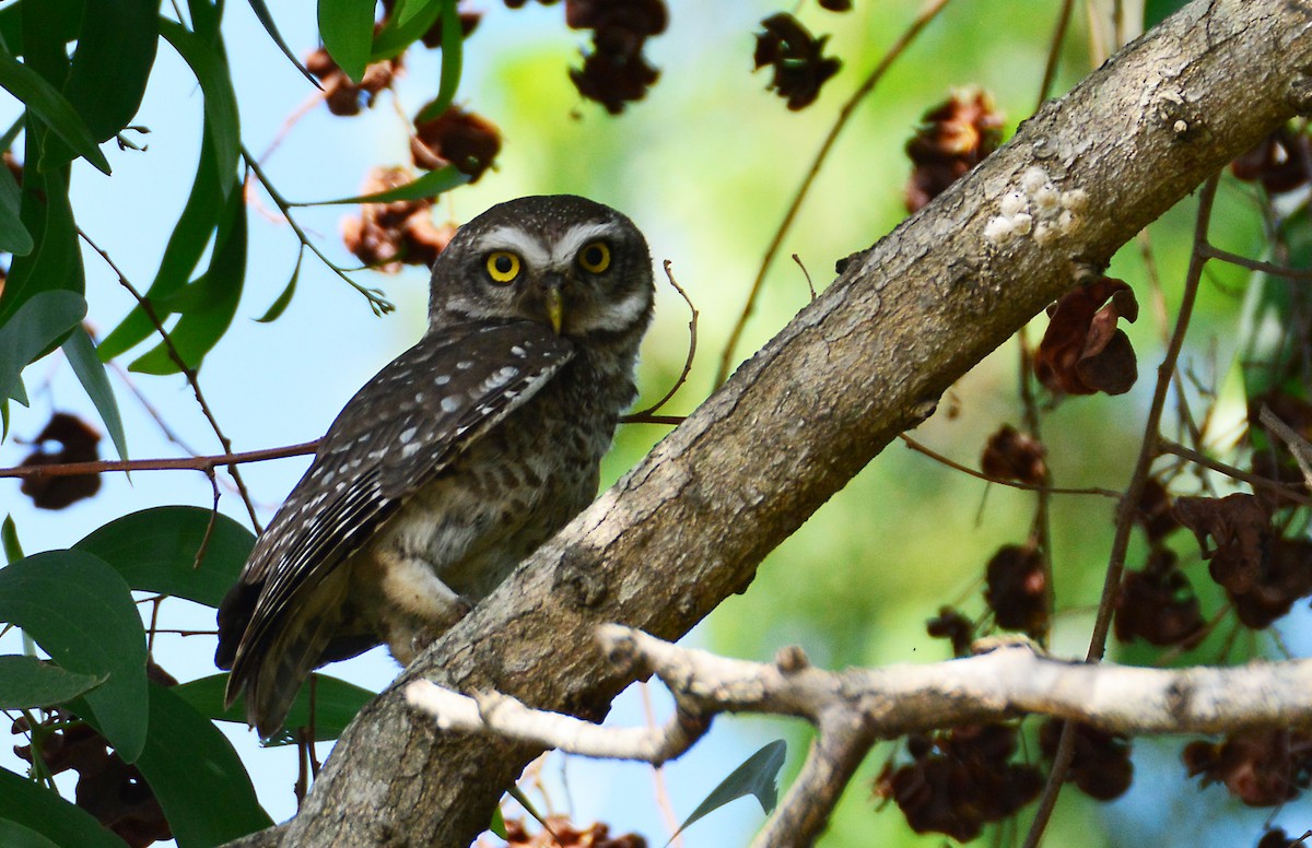 Spotted Owlet - Srinivas D