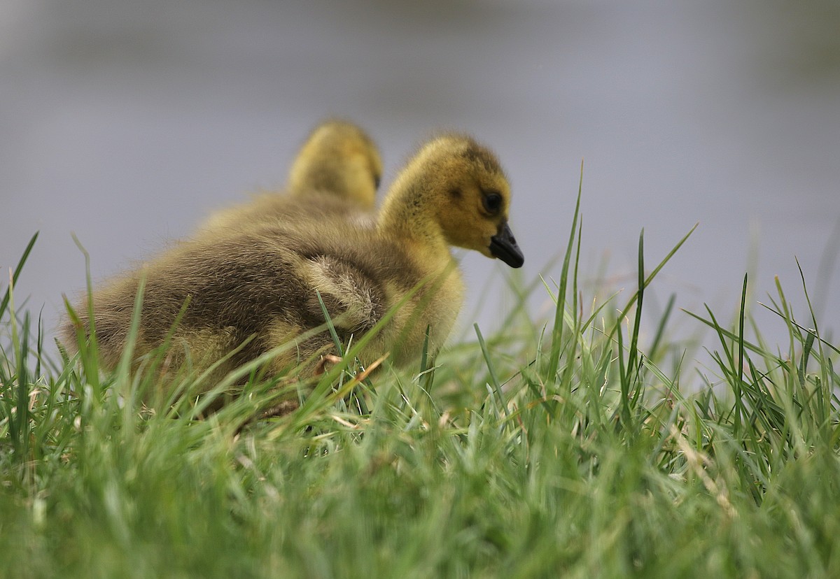 Canada Goose - ML571001561