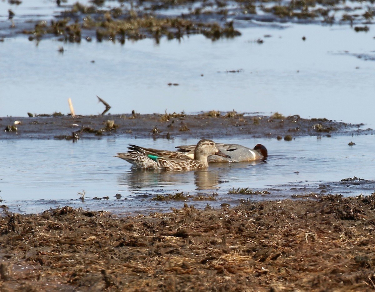 Green-winged Teal - ML571001621