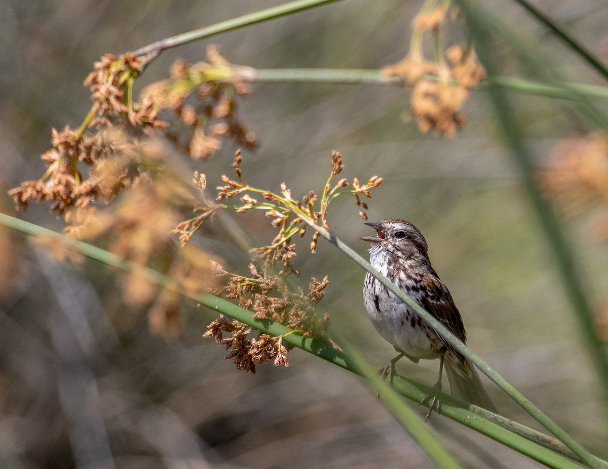 Song Sparrow - ML571002311