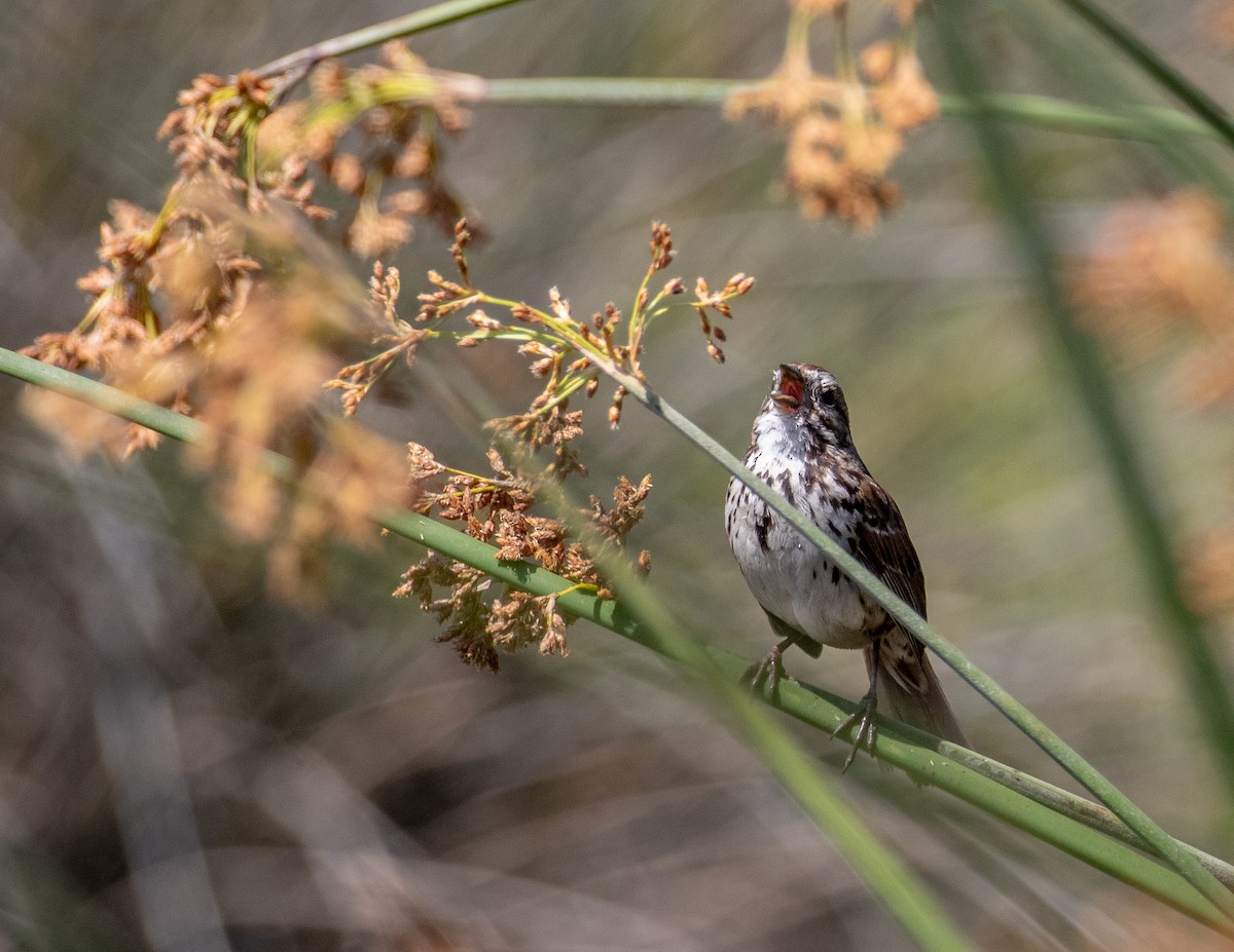 Song Sparrow - ML571002321