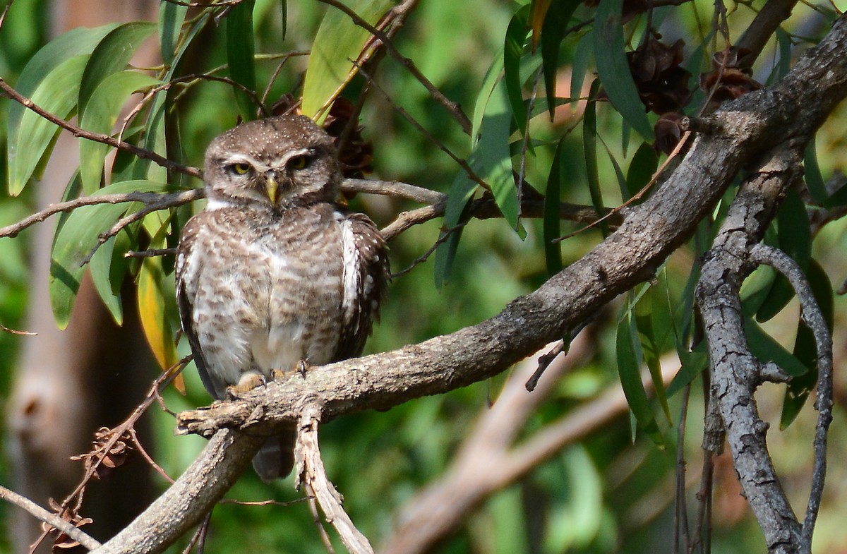 Spotted Owlet - Srinivas D