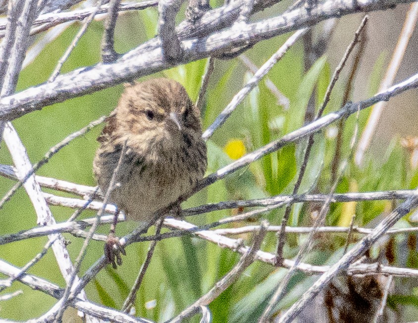 Song Sparrow - ML571002821