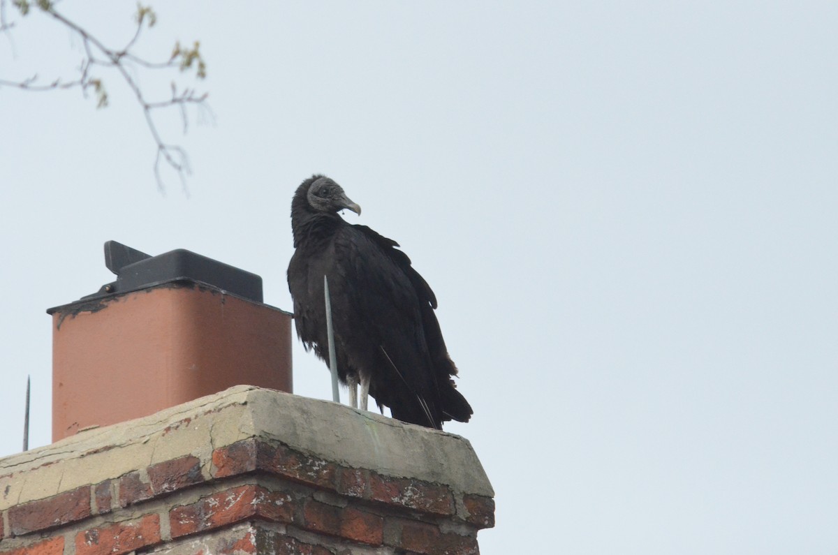 Black Vulture - ML57100381