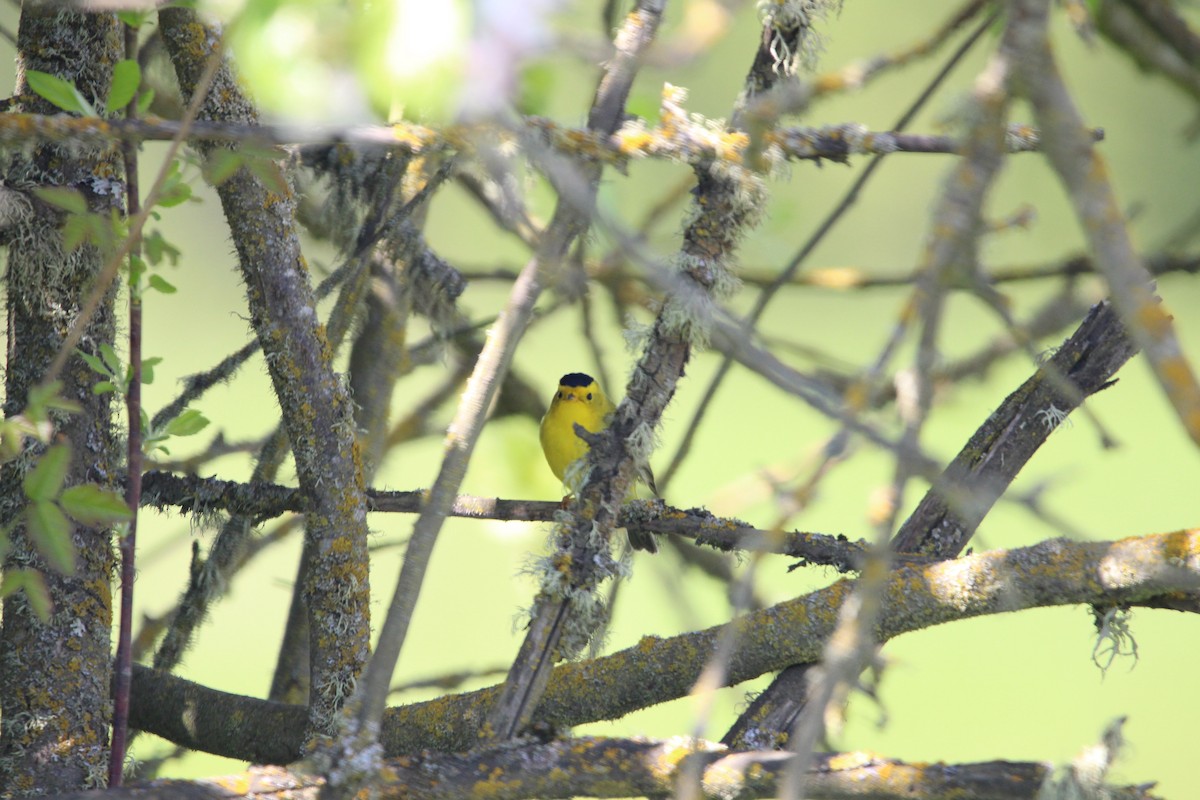 Wilson's Warbler - Deanna Emig