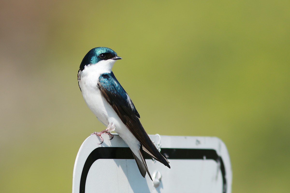 Tree Swallow - ML571005681