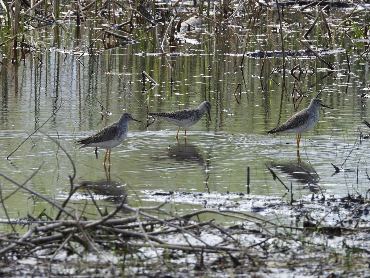 Lesser Yellowlegs - ML571005691