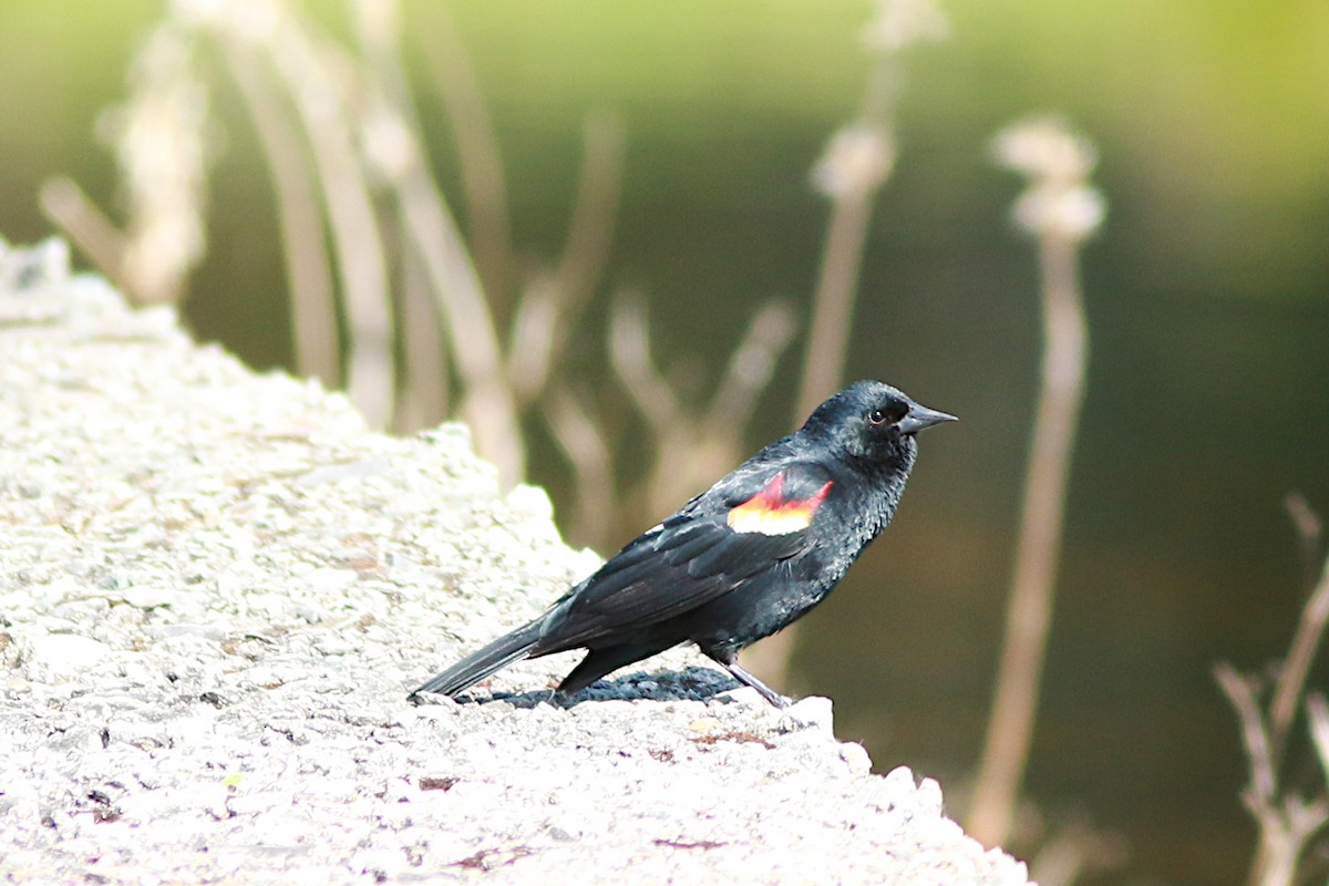 Red-winged Blackbird - ML571005841