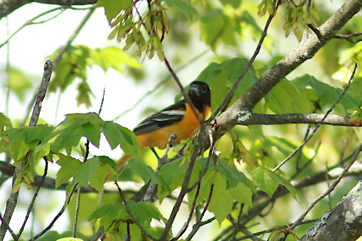 Baltimore Oriole - Andrew Limiti