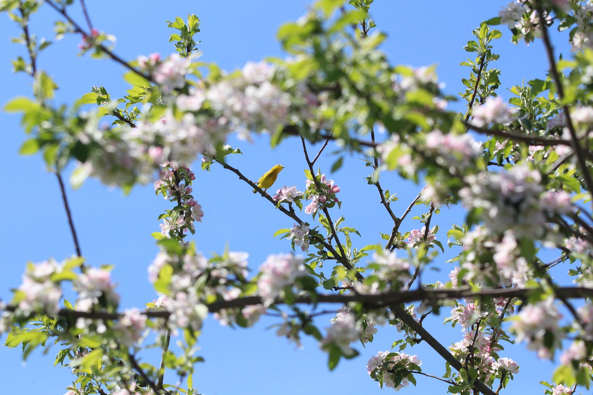 Northern Yellow Warbler - Deanna Emig